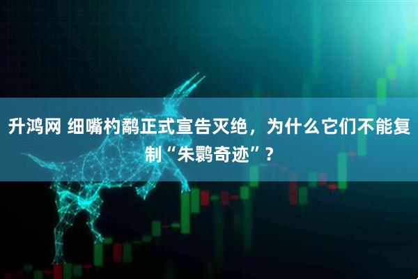 升鸿网 细嘴杓鹬正式宣告灭绝,为什么它们不能复制“朱鹮奇迹”?